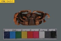 Sentinel crab Collection Image, Figure 3, Total 6 Figures